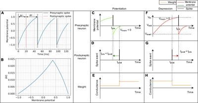 Voltage-dependent synaptic plasticity: Unsupervised probabilistic Hebbian plasticity rule based on neurons membrane potential